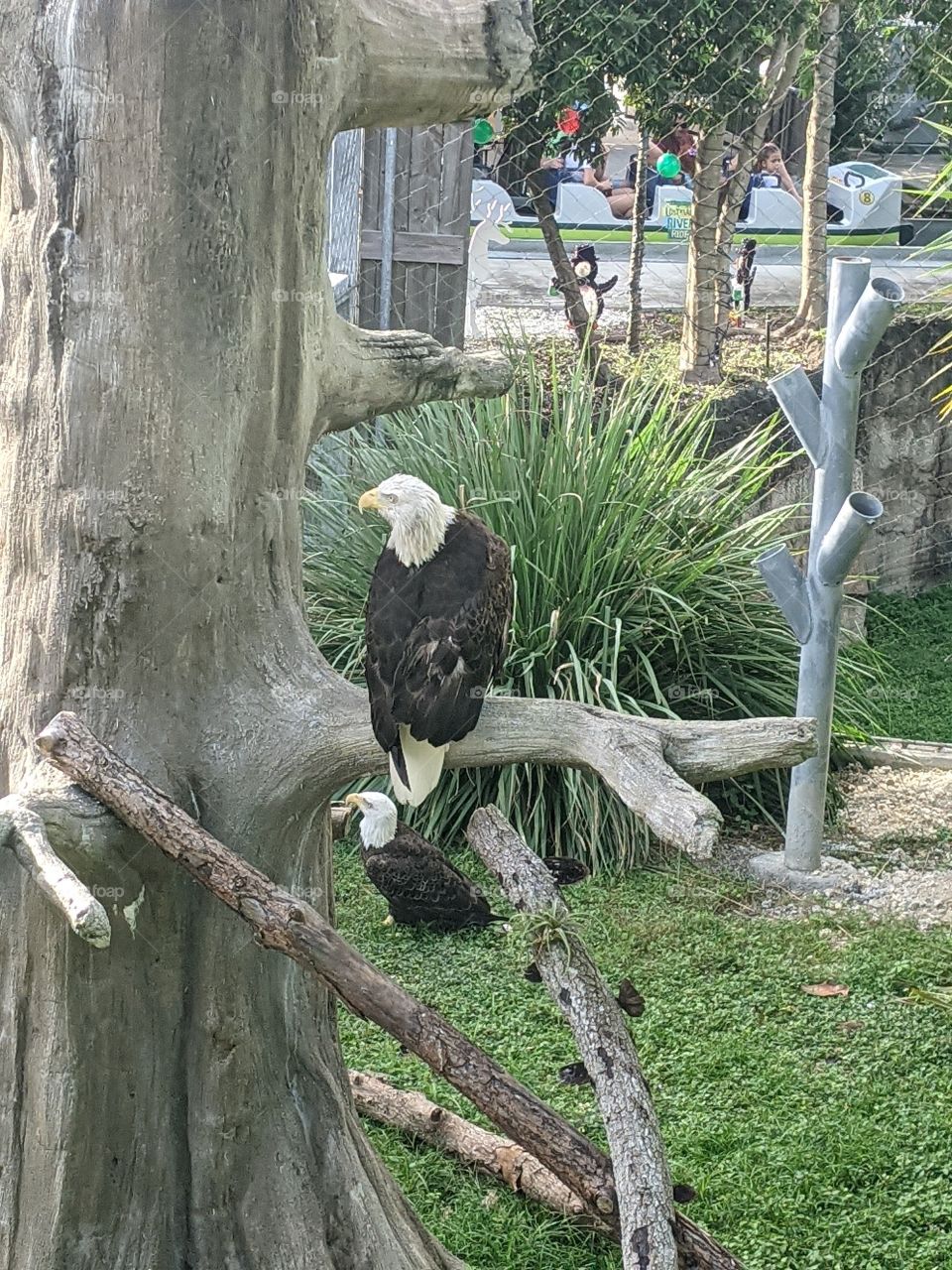 Bald Eagles at Zoo Miami