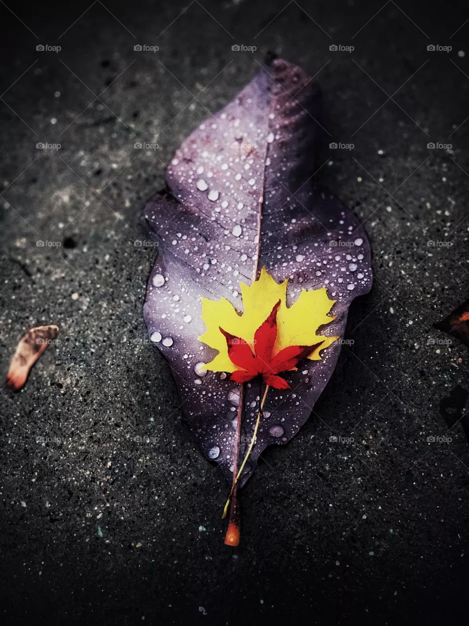 Autumn leaves