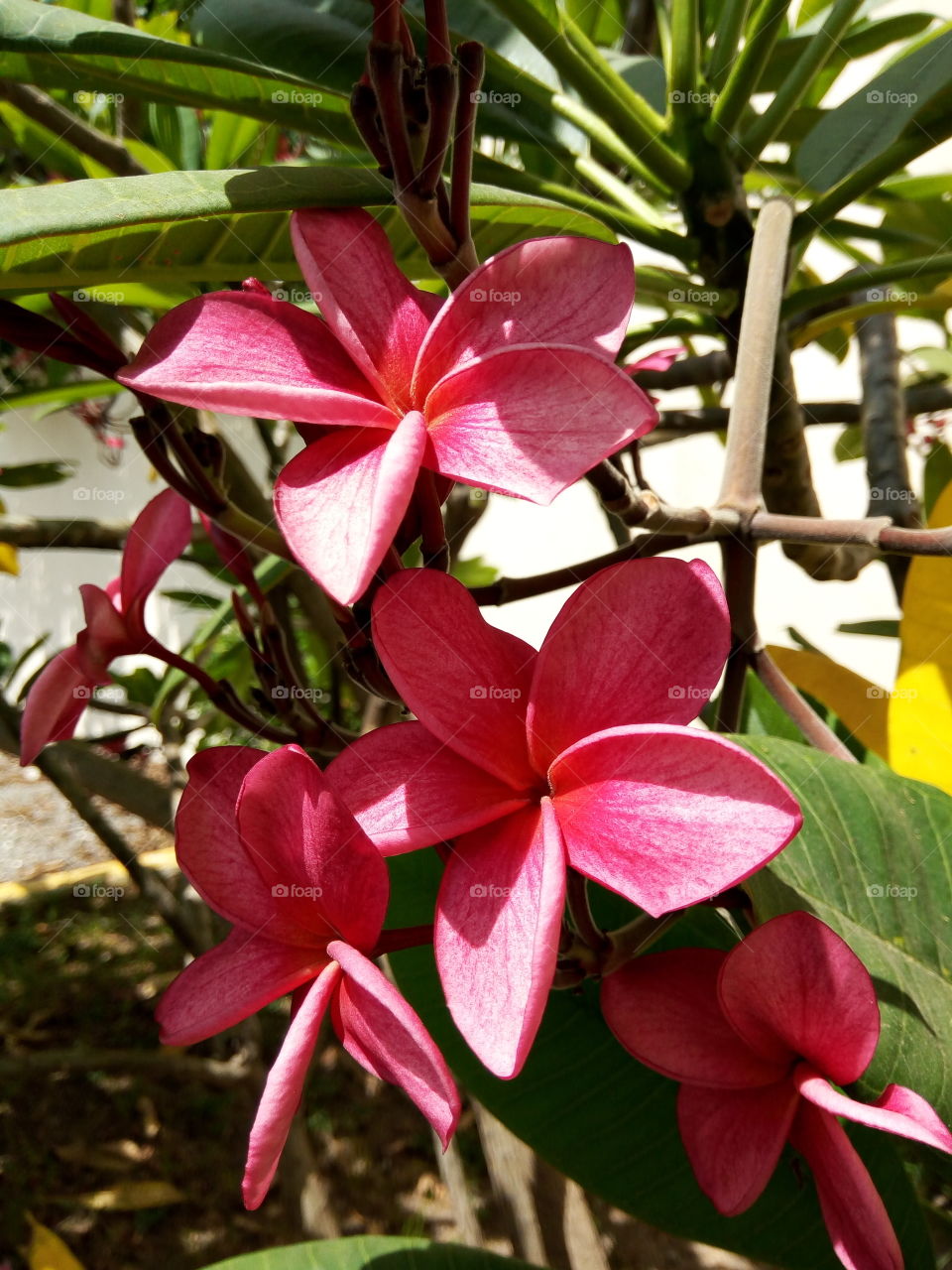 Nature, No Person, Tropical, Flower, Flora