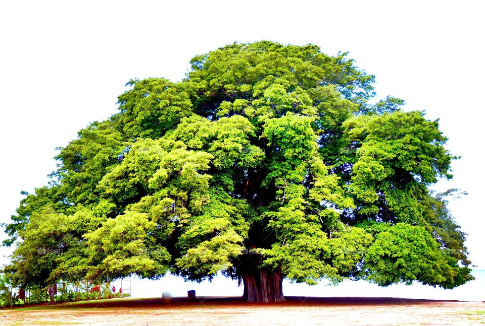 Large tree 
