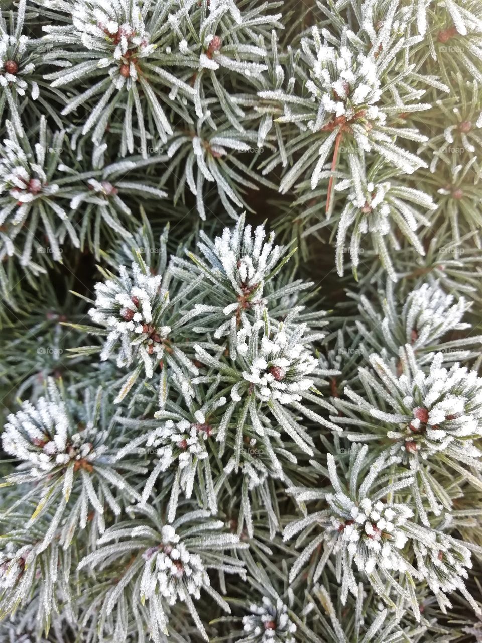 Winter morning hoarfrost on plants.