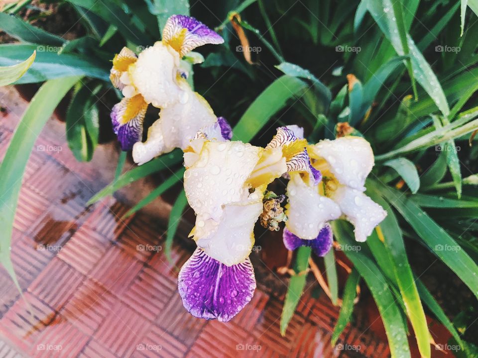 Closeup of summer flower