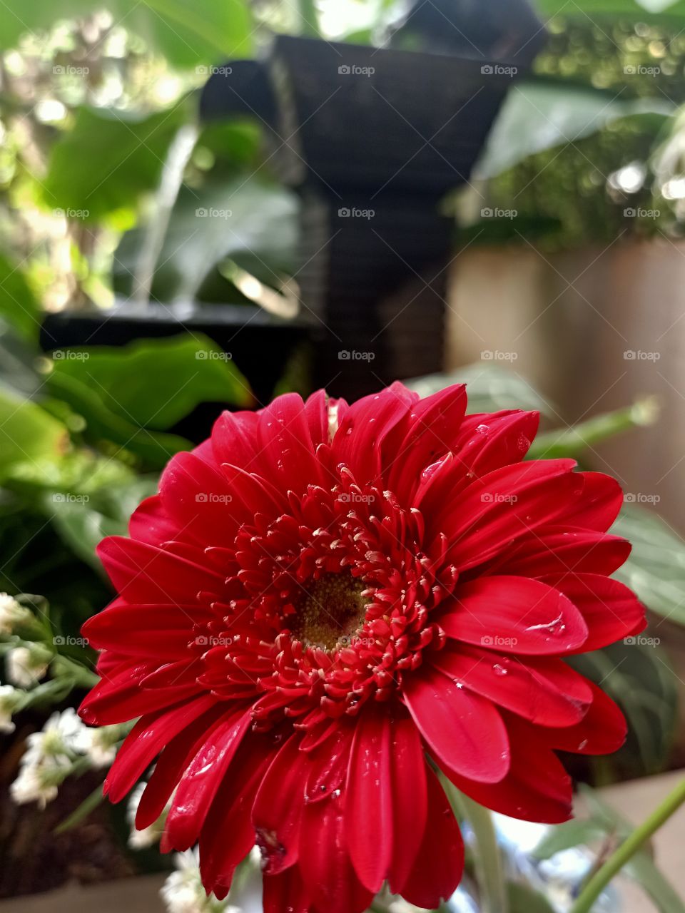 red flower