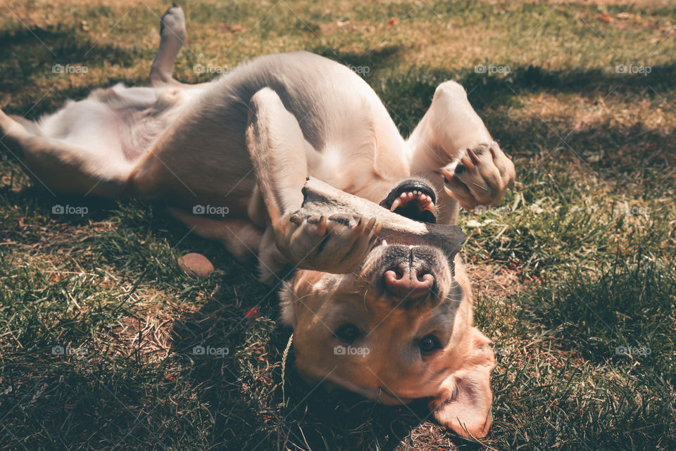 Silly cute Labrador retriever dog on back with bone 