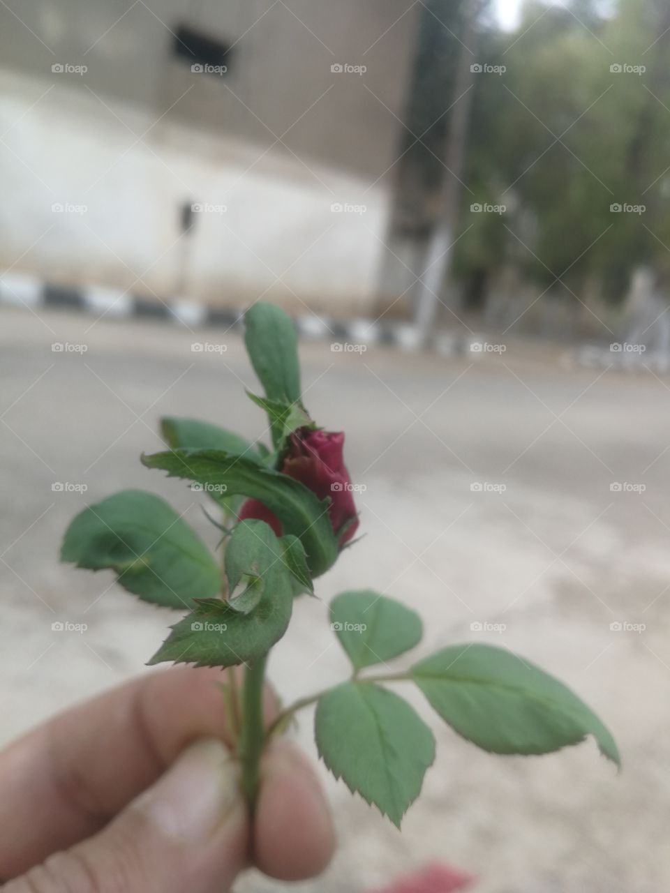 Small flower