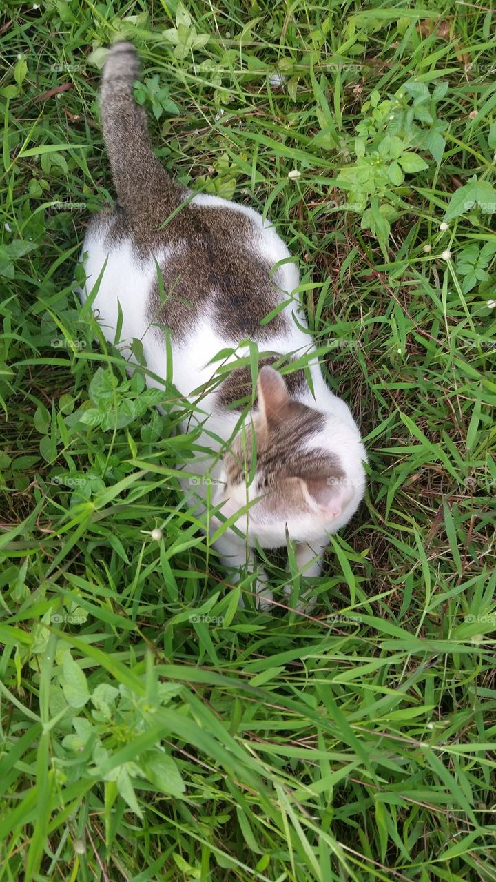 Cat in the middle of the grass