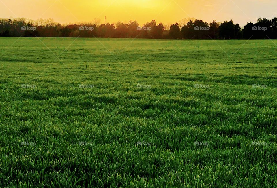Field of grass at sunset