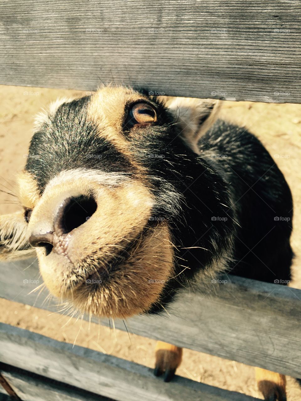Extreme close-up of goat