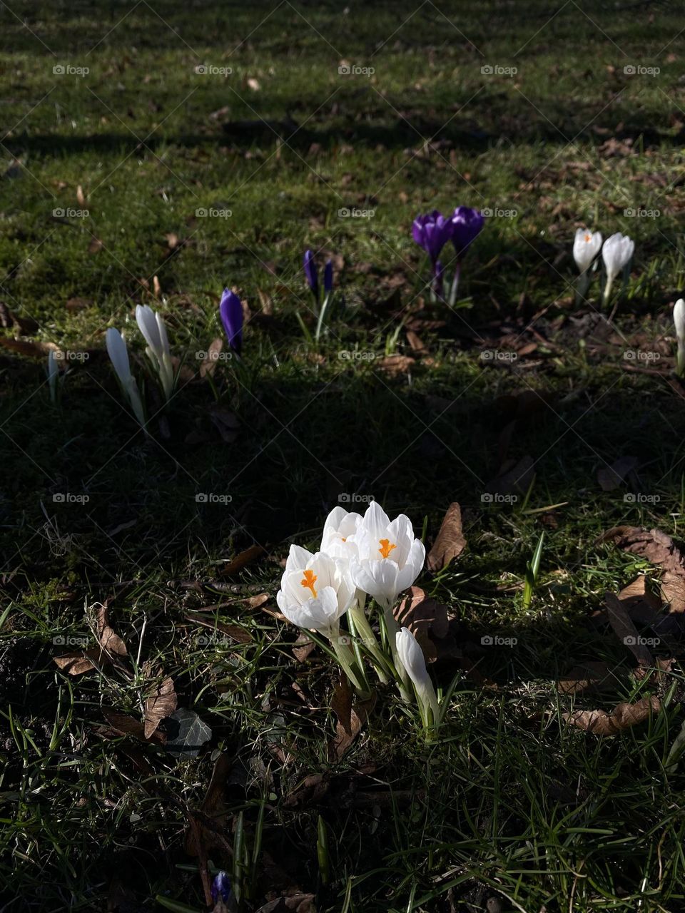 beautiful, spring flowers.  crocuses bloomed in the park, beautiful flowers growing in the ground, crocuses, snowdrops