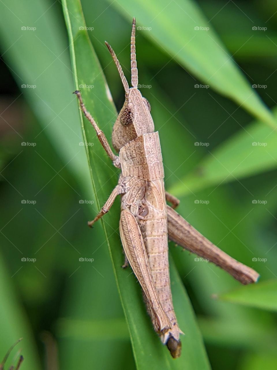 grasshopper