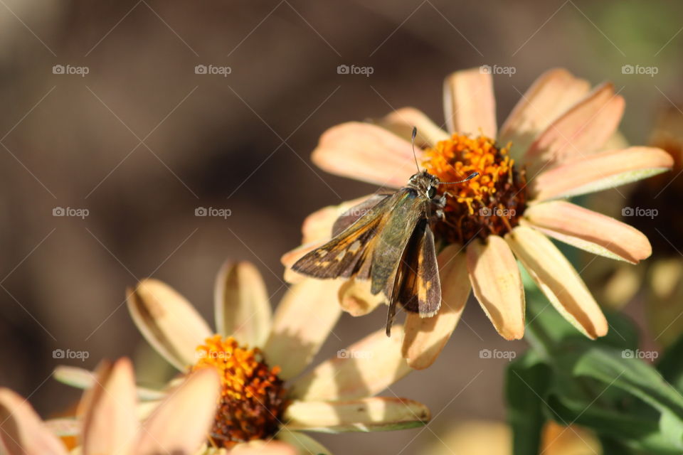 Moth and yellow flower