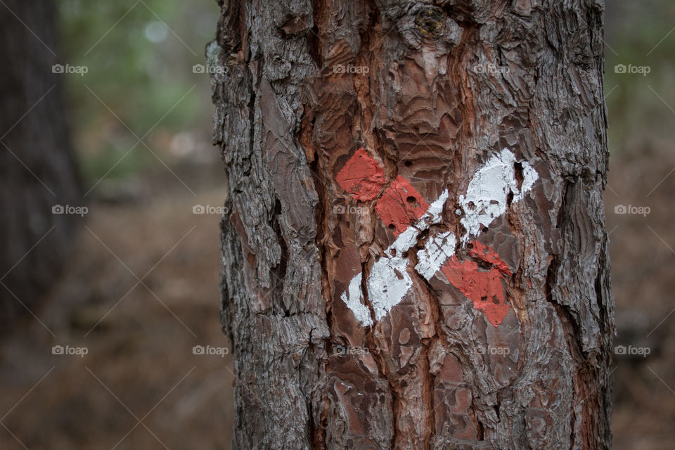 Mark on a tree