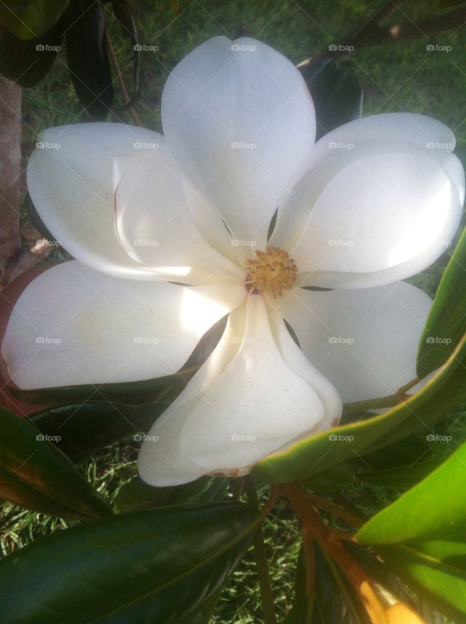 Magnolia beauty