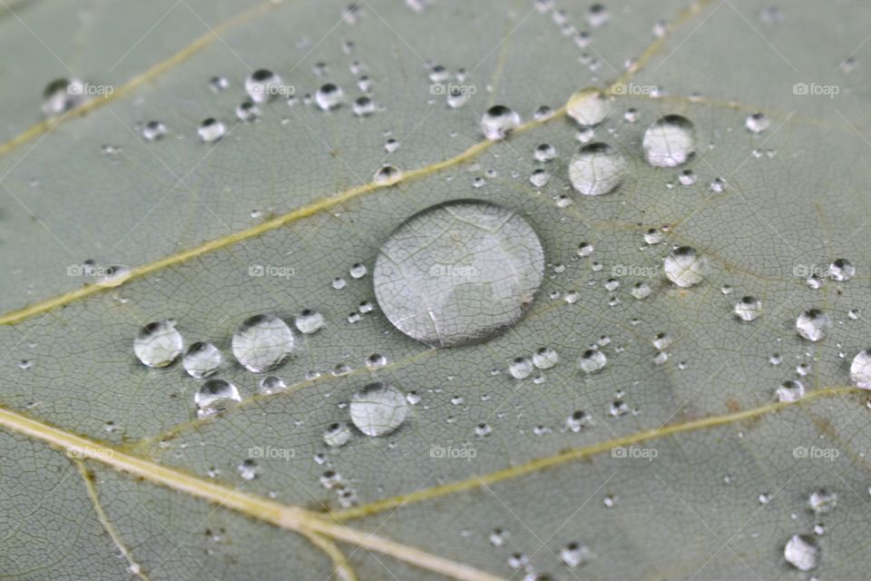 A water drop on a green leaf