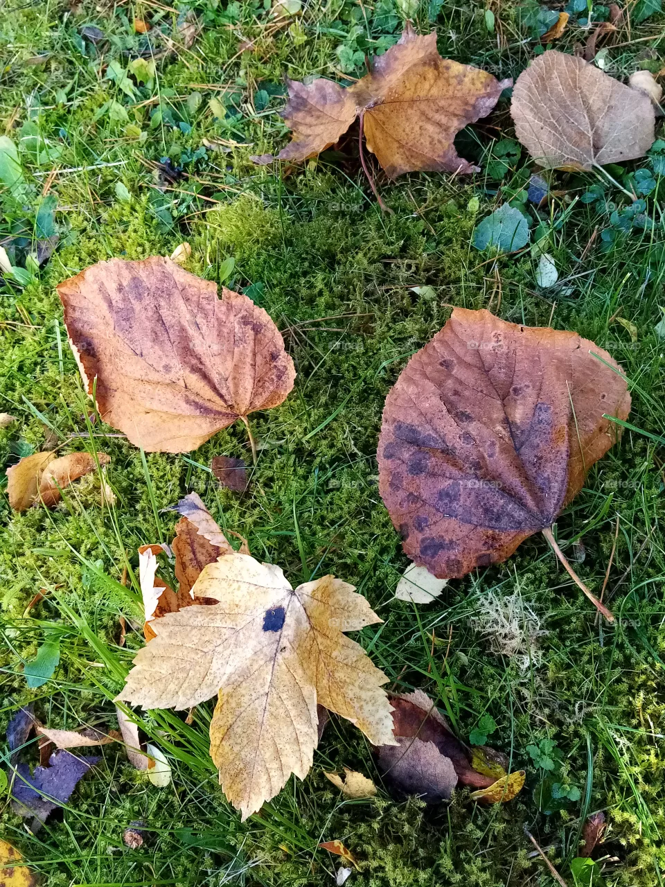 Herbst
