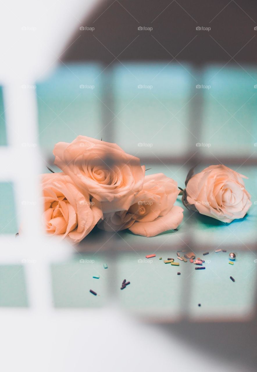 A view trough of the lattice of pale pink roses. Greetings card, pastel colored