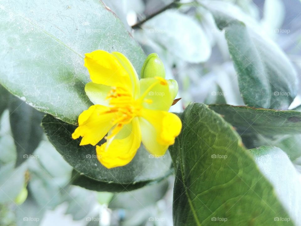 flower macro