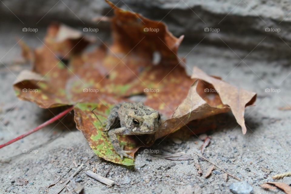 Nature, Leaf, No Person, Wood, Closeup