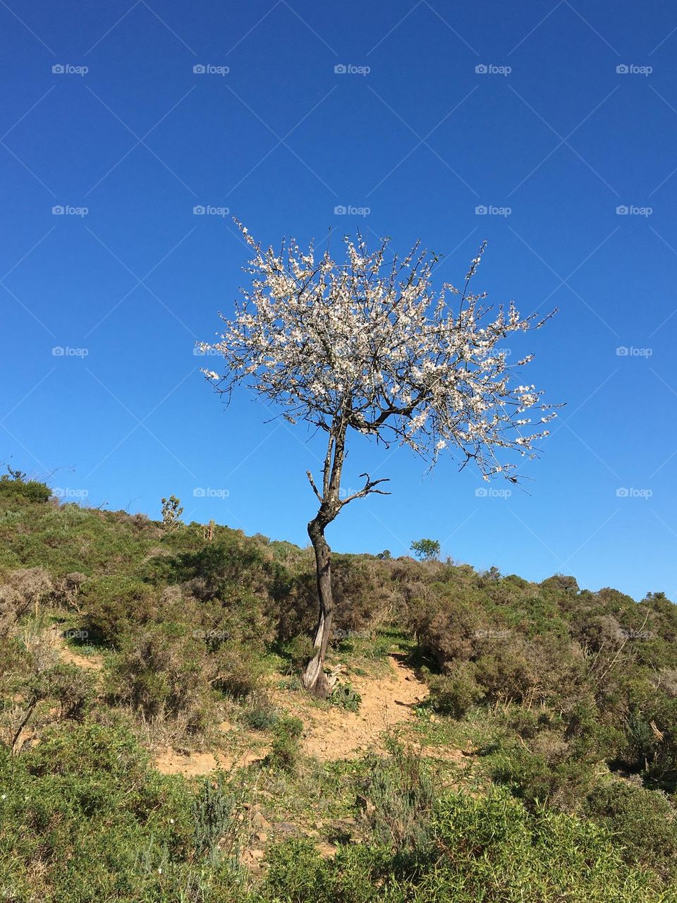 Lonely blooming tree in countryside 