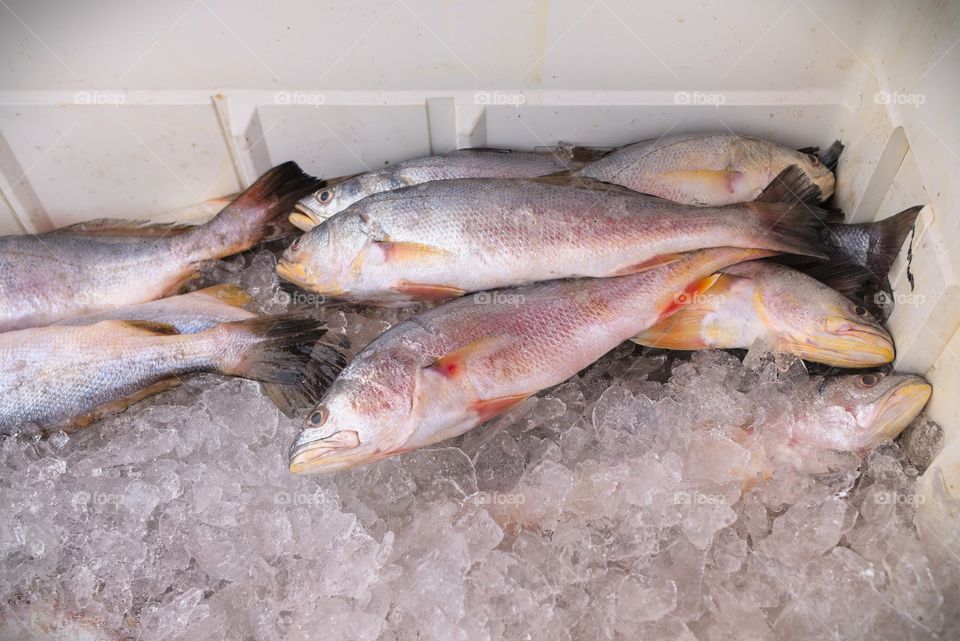 Frozen fish for street sale