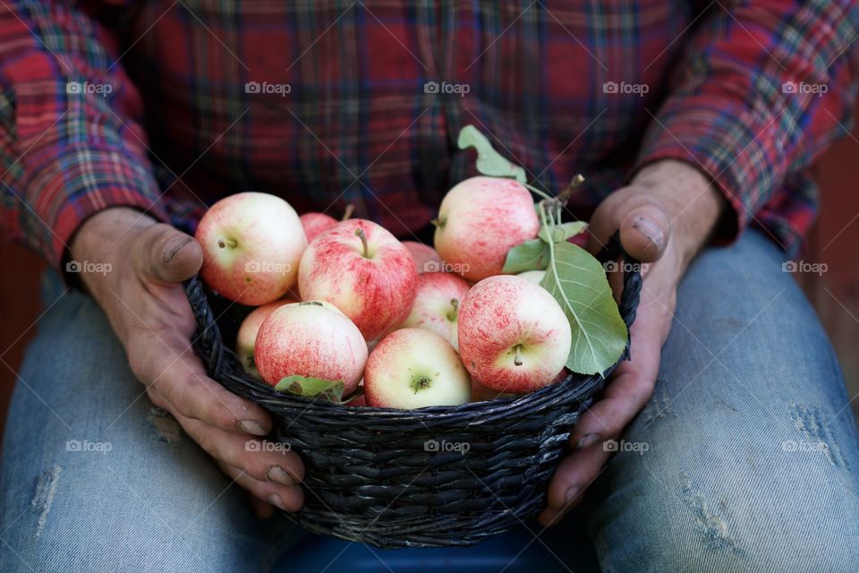 male hands with apple