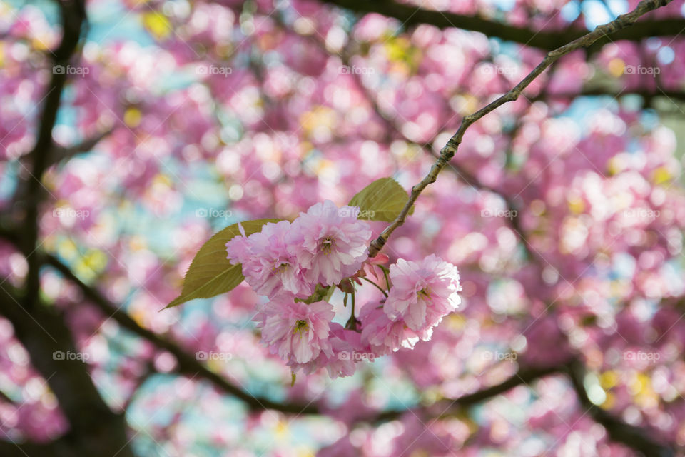 Cherry blossom