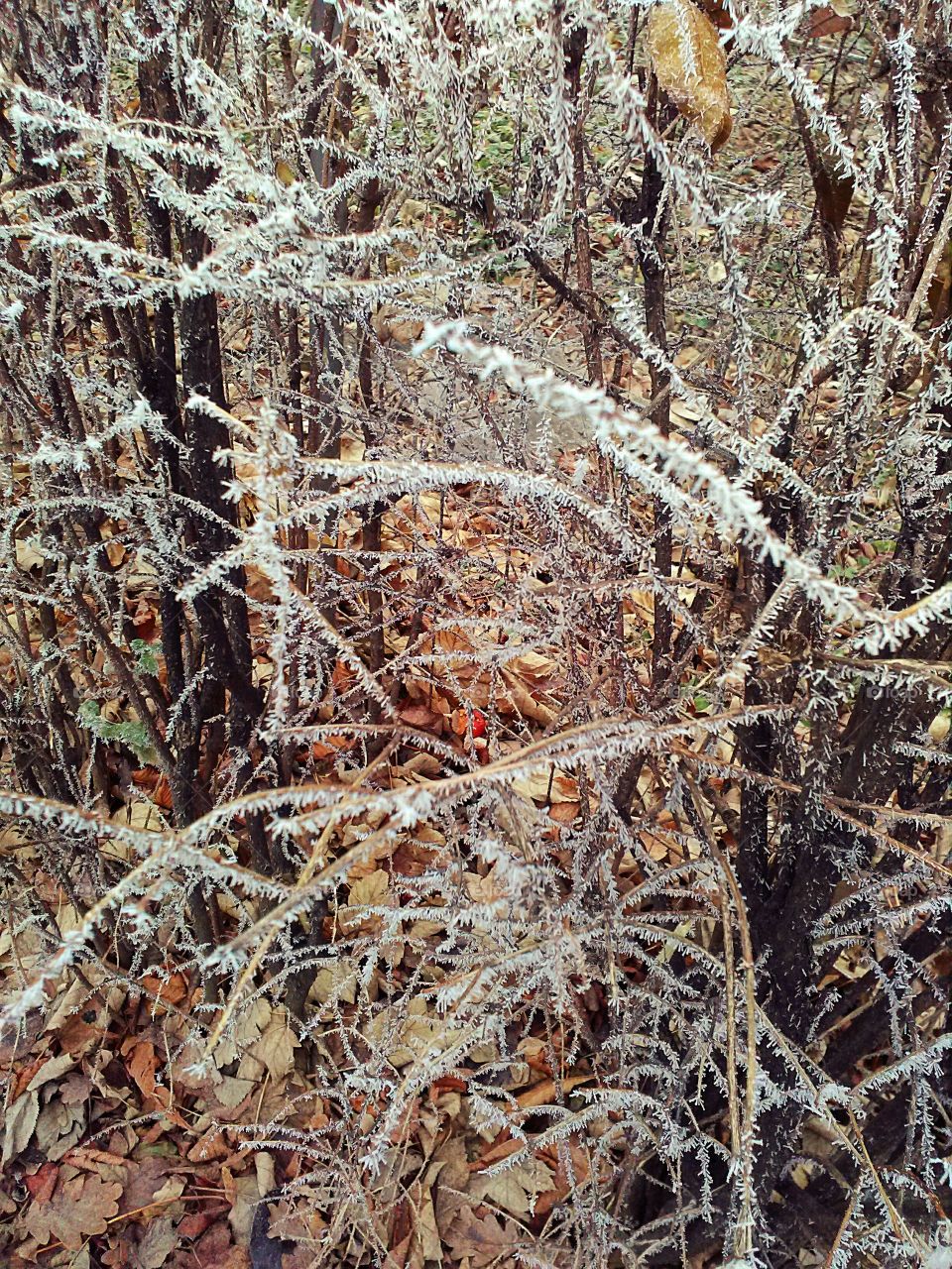 Frost on the branches