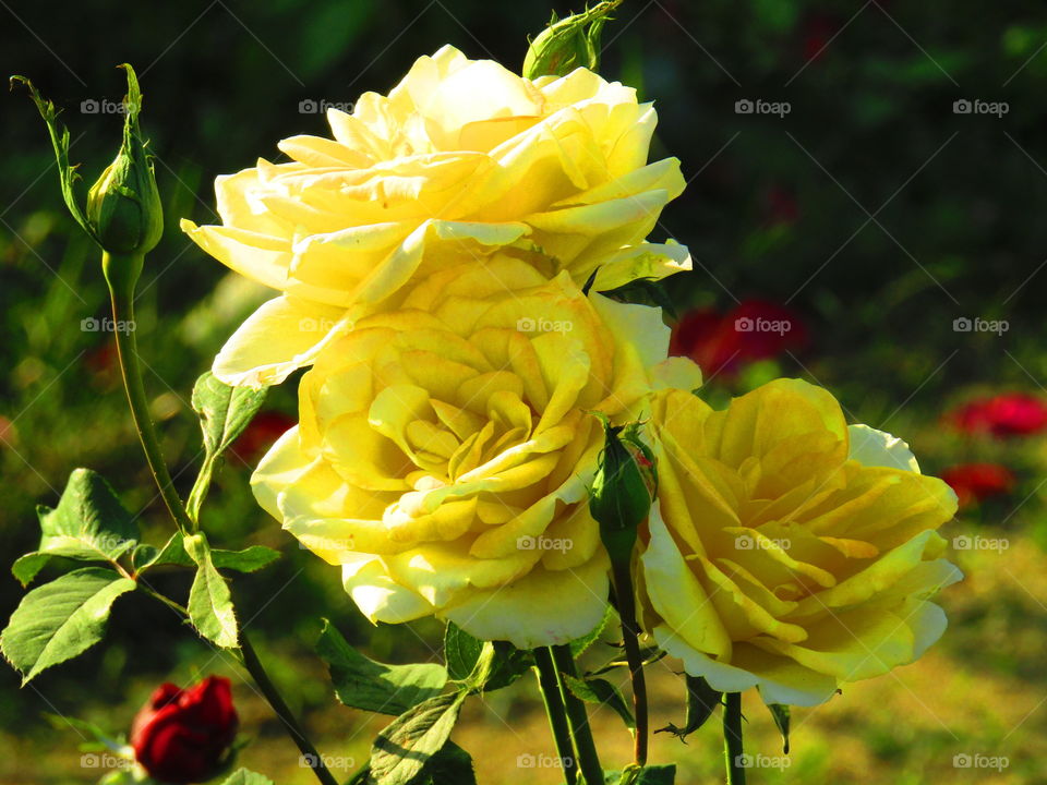 Beautiful yellow rose with beautiful natural background in india