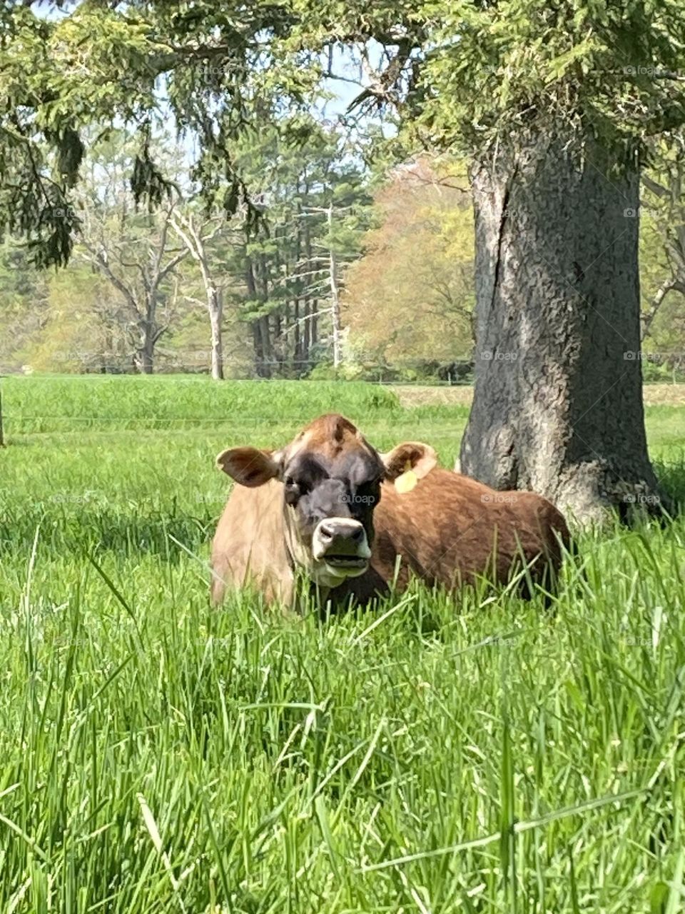 Cow on grass on farm