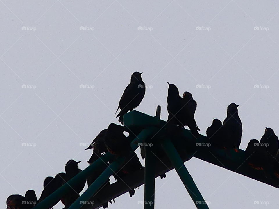 black in bird