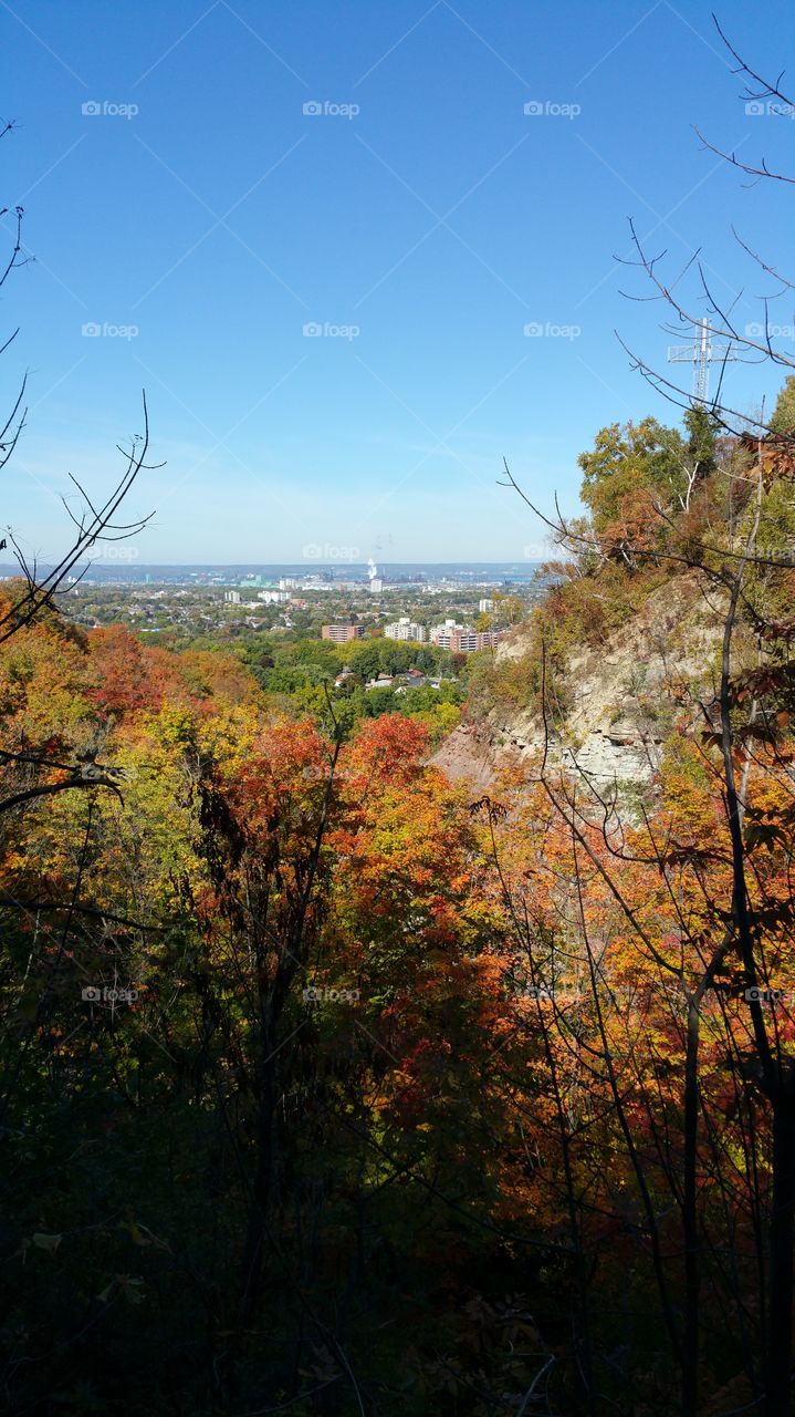 Fall, Tree, Leaf, Nature, Landscape