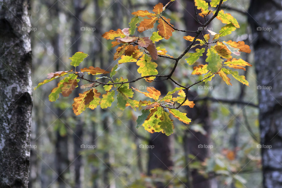 Leaves on oak turning colors in early autumn 