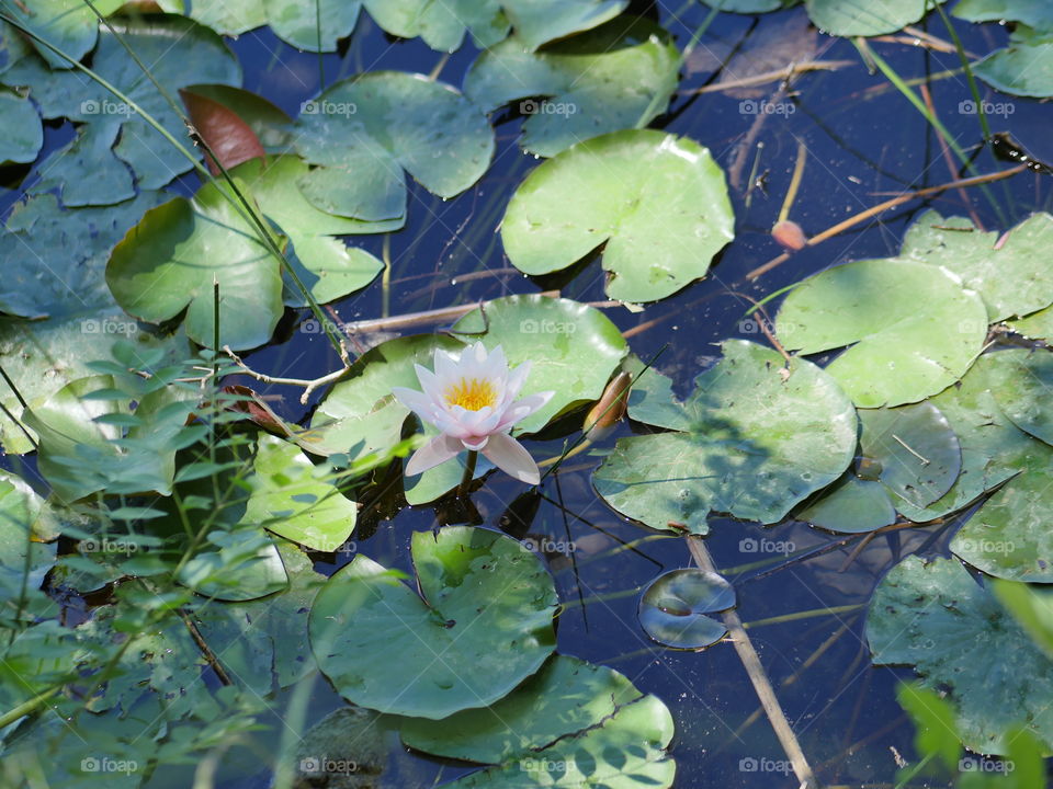 flor agua