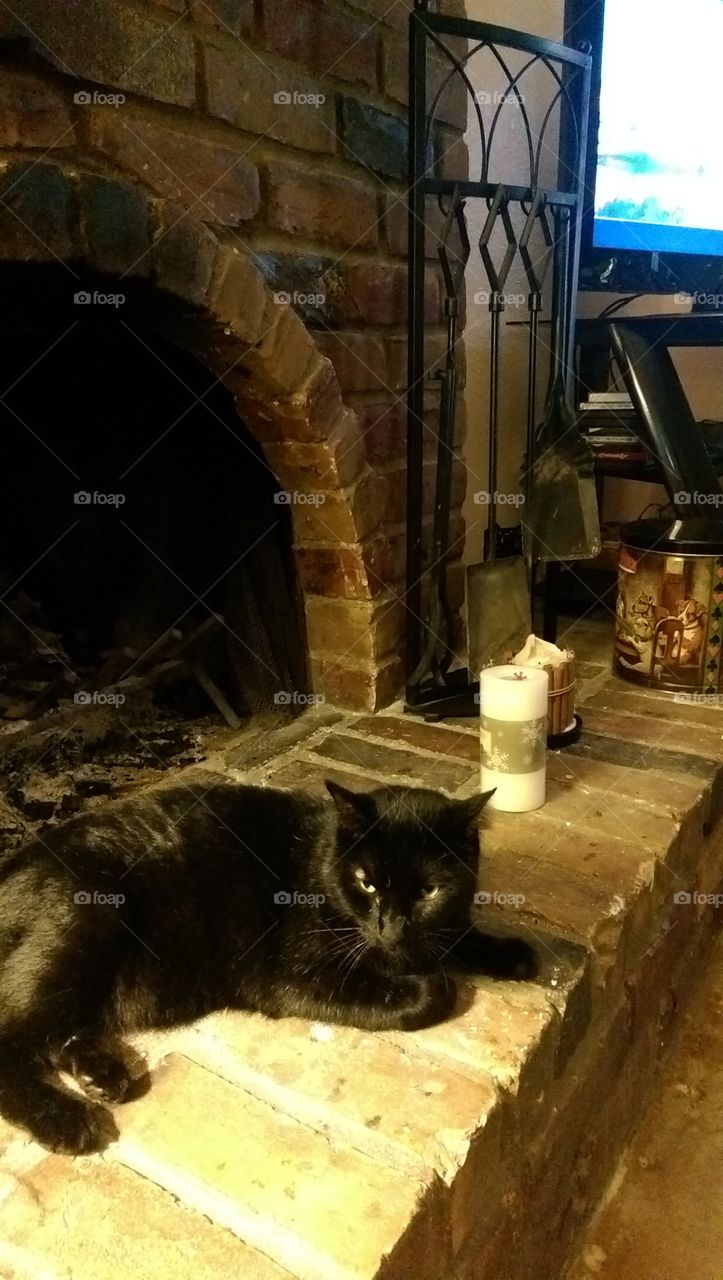 Cat, No Person, One, Building, Indoors