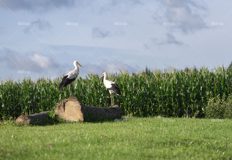 Two storks