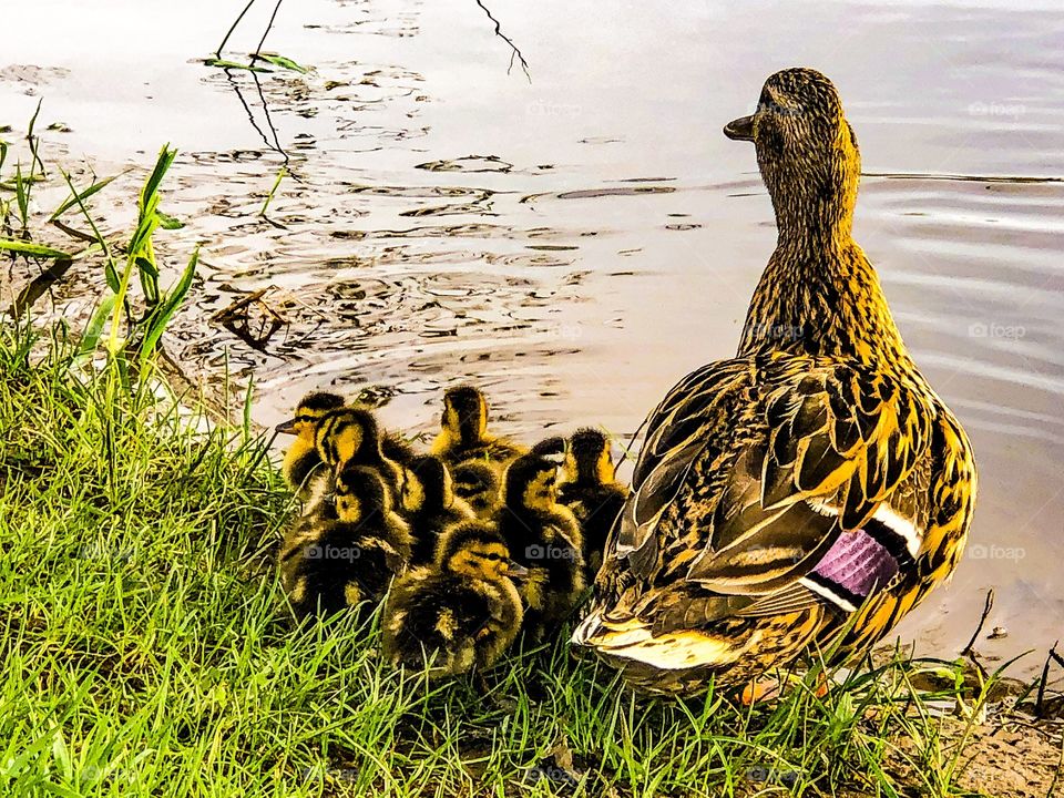 Momma and Her Ducklings 