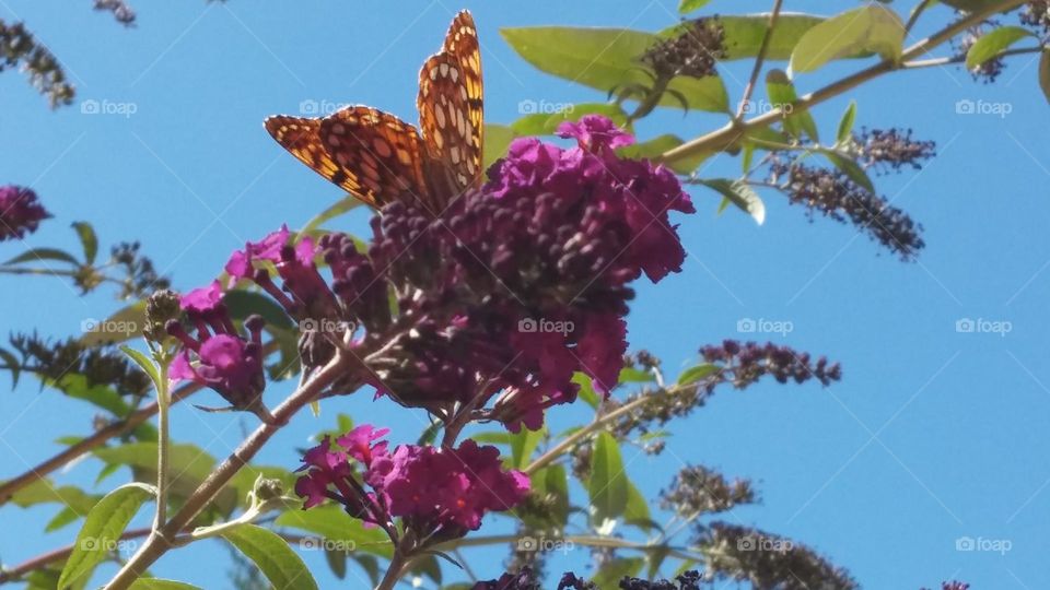 Gulf Fritillary butterfly on a purple butterfly bush 
