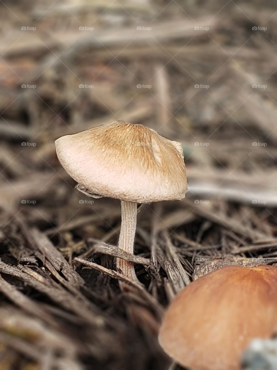 Mushroom Fungus Toadstool
