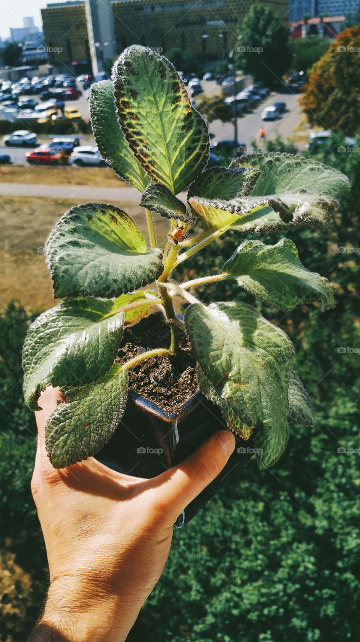 green houseplant