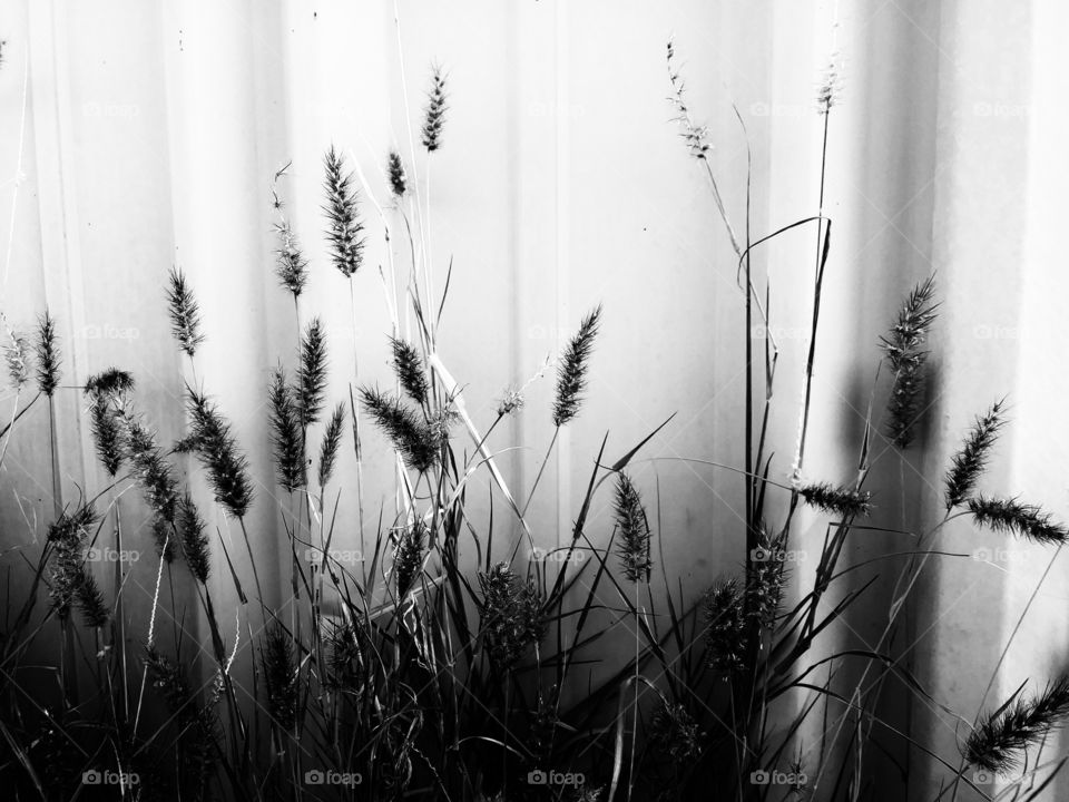 Grass Gone to Seed in Black and White High Contrast Outdoors Against Building - Stark Silhouette of Tall Grass Against Building - Monochromatic