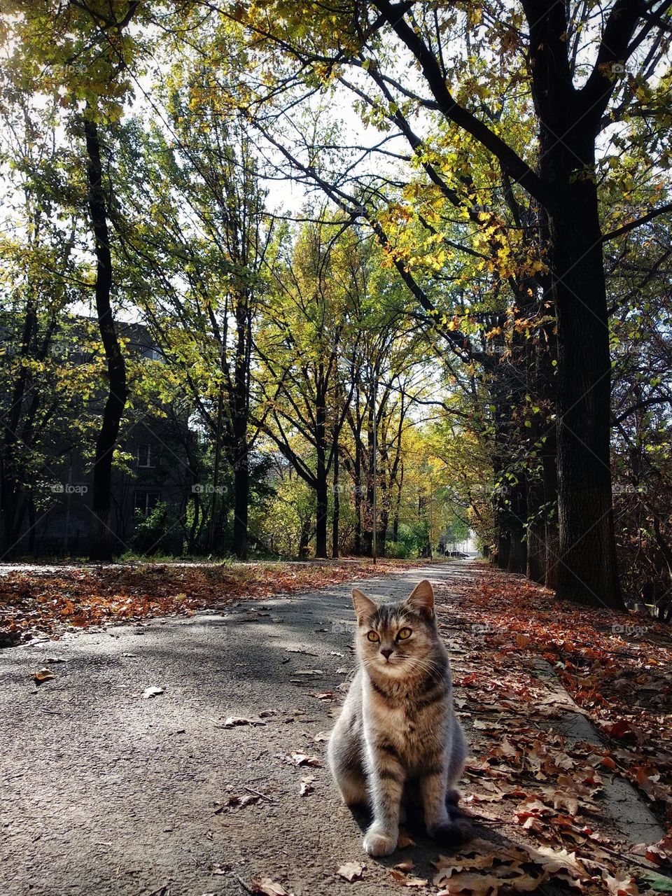Alley. Street cat.