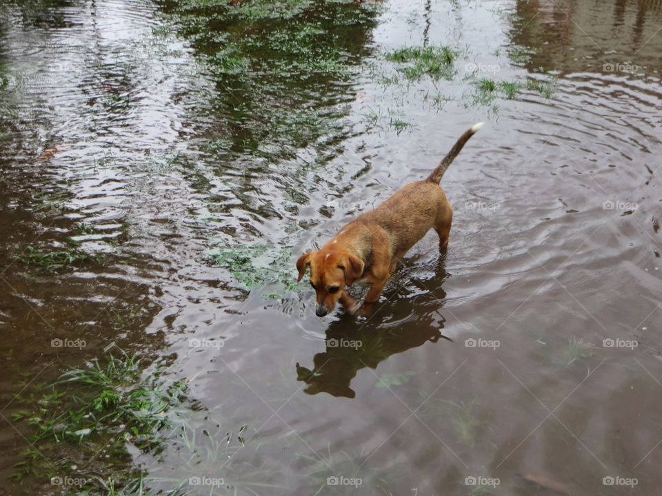 The wet season