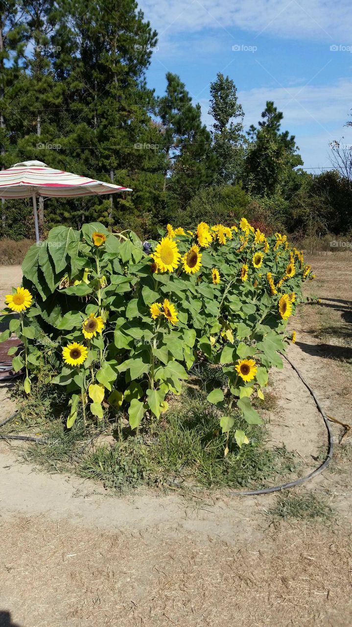 sunflower patch