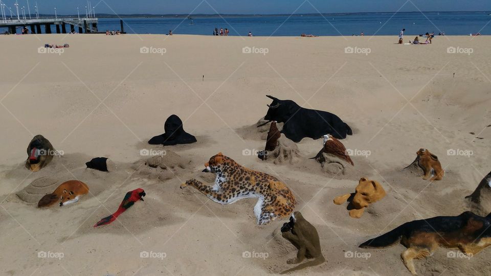 Beach, sand, recreation, summer, animals