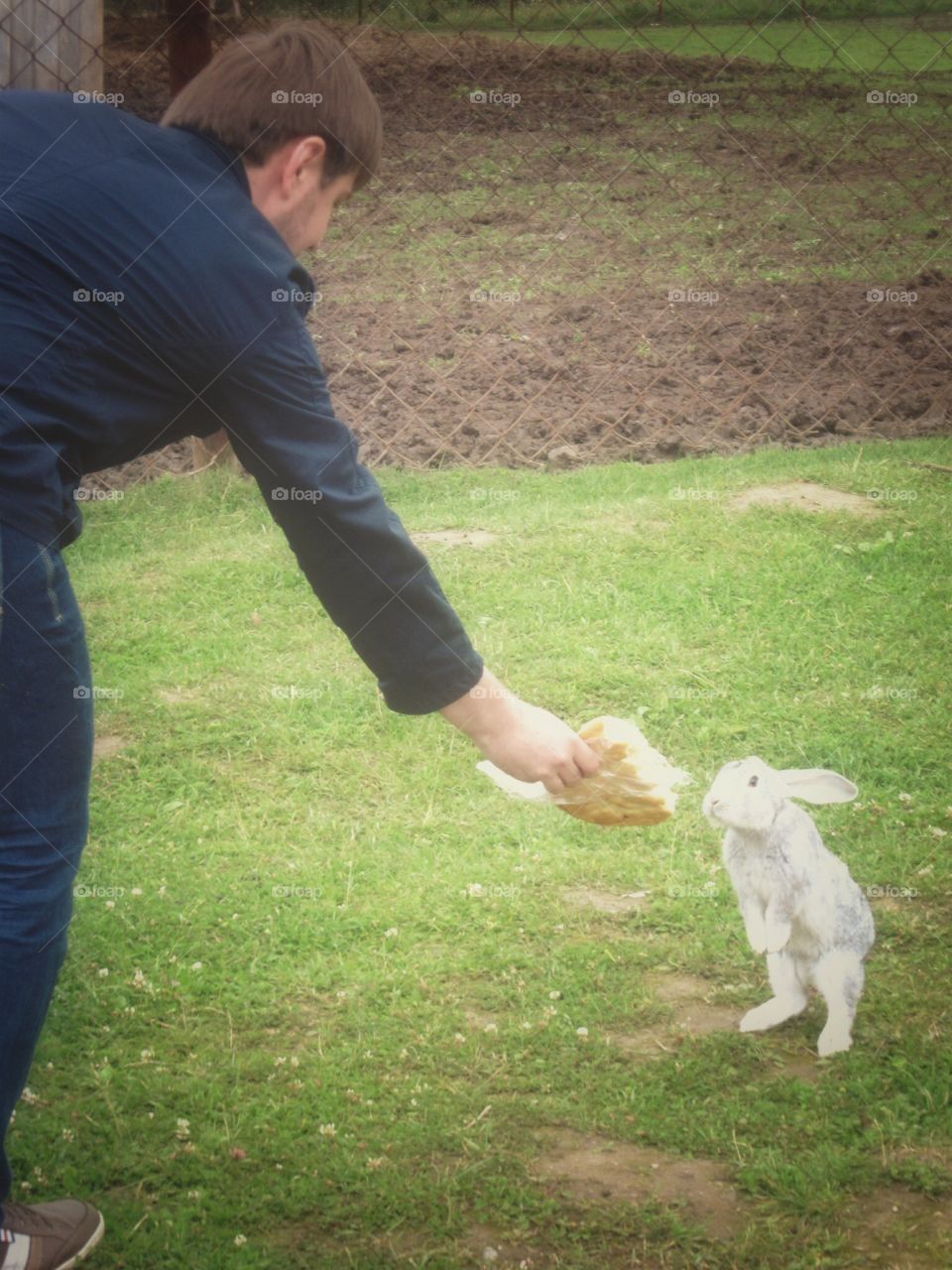 Мужчина кормит кролика 