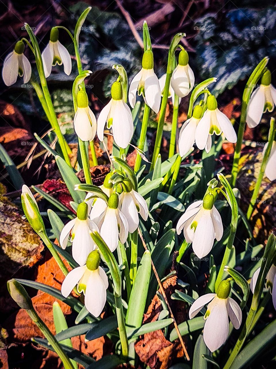 flowers of spring