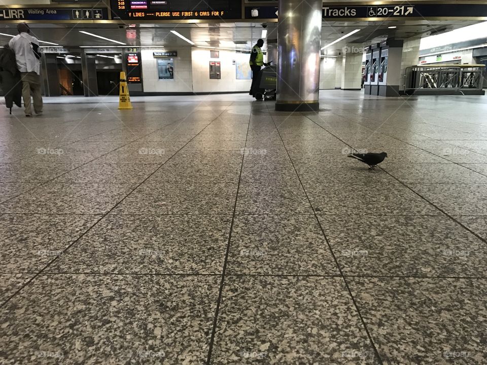 Pigeon in Penn Station, NYC