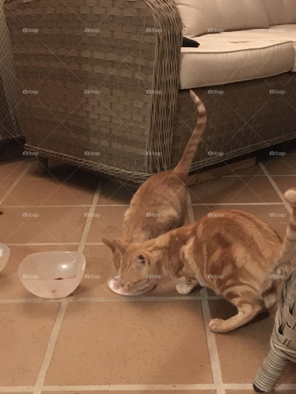 Mommy cat and junior eating together