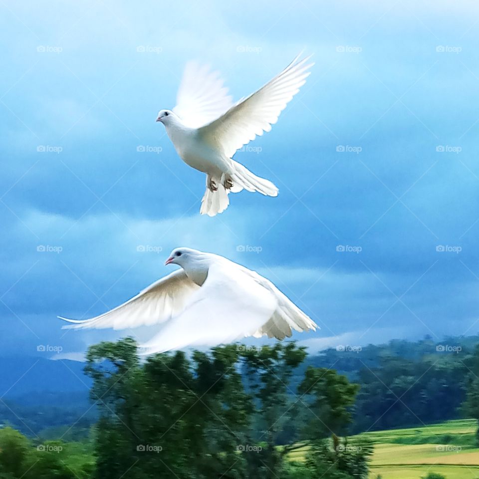 A pair of white pigeon flying together. Love.