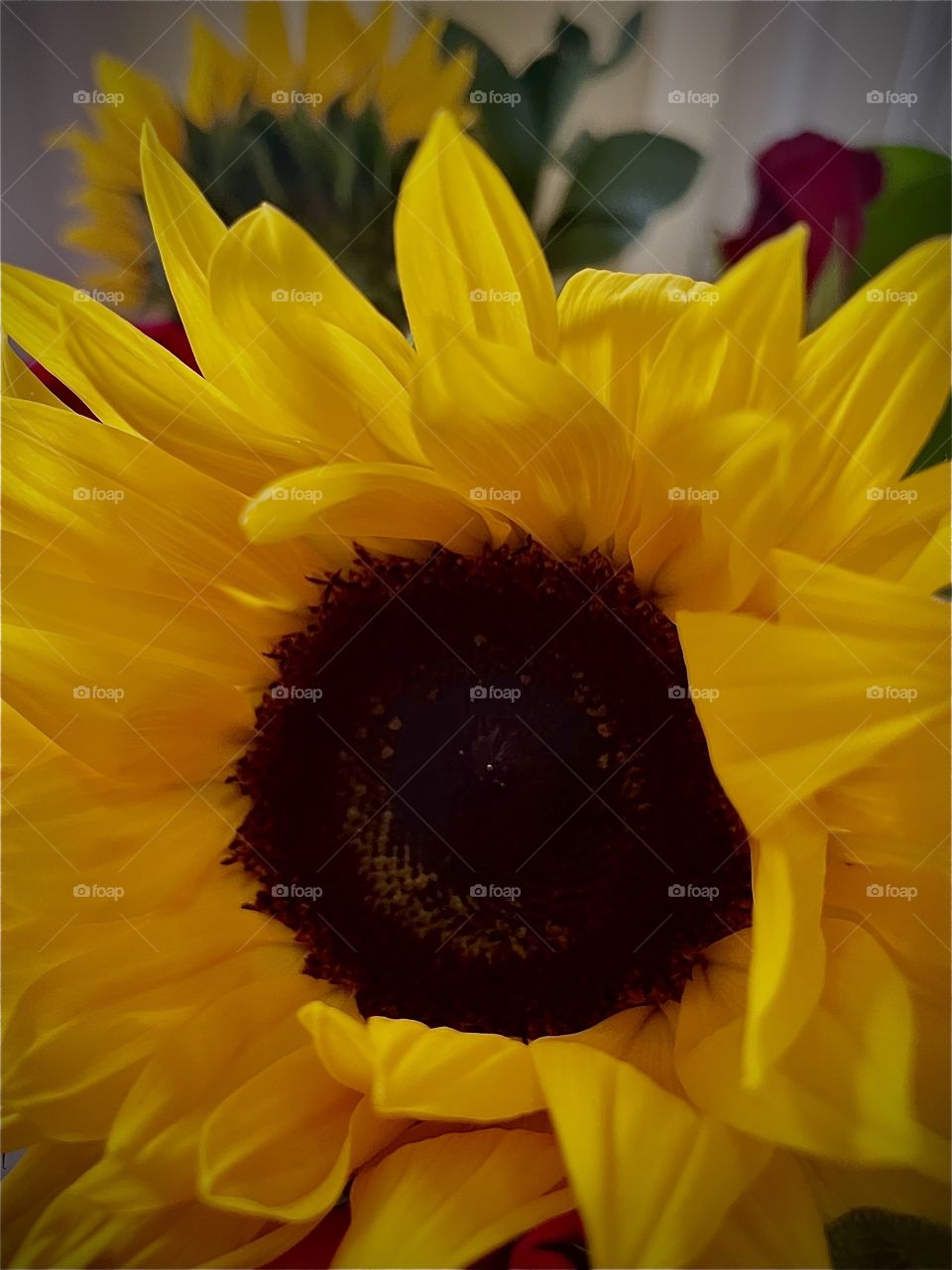 Just a beautiful sun flower 
